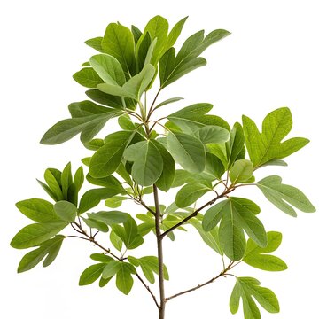 Fototapeta Fresh green sassafras tree leaves with a unique shape, photographed on a white background, ideal for nature, botanical, and plant themes