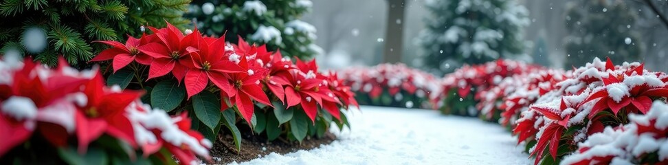 Poinsettias and evergreen shrubs in a winter garden bed, snowflakes, winterlandscape, poinsettias