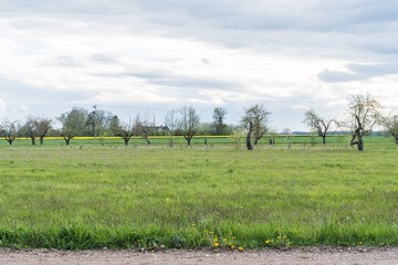 An orchard with old apple trees in the distance, across a green field, on a cloudy spring day.