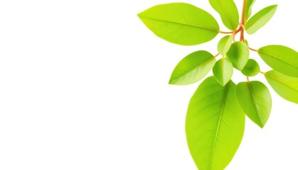 Fototapeta premium Single vibrant green plant, isolated on pure white background, color, spring