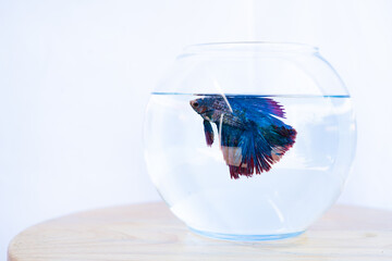 Vibrant blue and red betta fish swimming inside a round glass bowl filled with clear water, placed on a light wooden surface against a bright white background. The fish's flowing fins and rich colors 