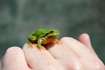 Small green frog perched on human hand