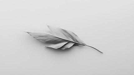 Obraz premium Elegant Monochrome Leaf on Smooth White Background