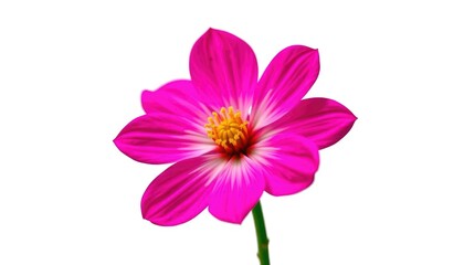 A single, vibrant bloom isolated against a pure white backdrop, white, art