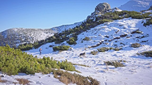 Girl with dog walking through snow among trees covered snow. Winter hike in mountains. Adventures in mountains.