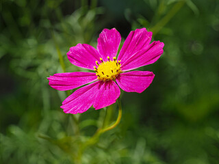 Obraz premium Cosmos bipinnatus ou Cosmos bipenné