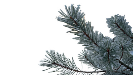 pine branch with cones