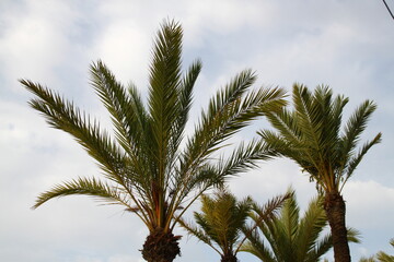 Palmera