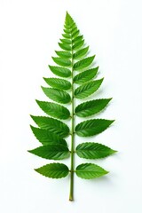 Single green fern leaf isolated on snowy-white background, foliage, fern, white