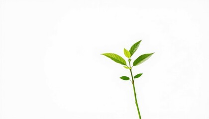 Fototapeta premium Single vibrant green plant, isolated on pure white backdrop, isolated, healthy