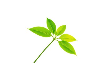 Single vibrant green plant isolated on pure white background, studio shot, macro