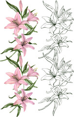  Vector border illustration of  pink Lily flowers and leaves. Hand drawn lines and flowers  for wedding decor, greeting cards, packading and prints.