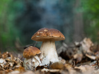 Herbstzeit ist Pilzzeit im Fichtenwald stehen Steinpilze