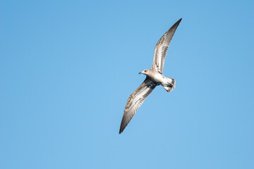 Audouin`s Gull