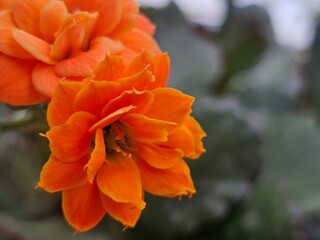 orange dahlia flower