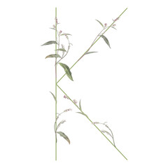 Capital letter K with floral motifs. Botanical alphabet with herbs and wildflowers. Blooming green branches of Polygonum plant. Knotweed or Smartweed flower. Isolated vector illustration.