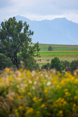 Tatry i konie
