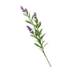 Fototapeta premium wild flower isolated on white background