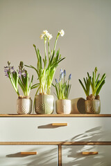 Chest of drawers with spring flowering plants in pots. Spring atmosphere at home.