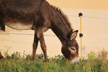 Burro