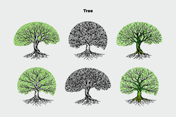 A collection of 6 trees on a white background, suitable for use in design, architecture, decoration, and in nature articles as well as in print, vector illustration