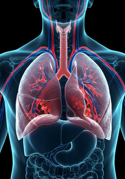 Human Lungs X-Ray: A Detailed View of the Respiratory System