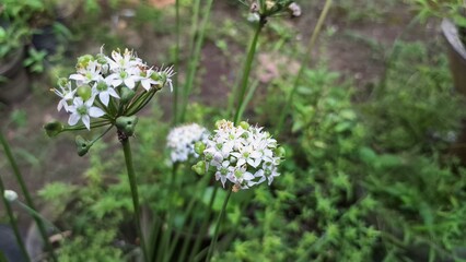 High-Quality Morning Photo of Blooming White Flower Allium Tuberosum During Rain  Fresh and Beautiful Nature Photography for Floral and Botanical Projects
