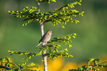 Obraz premium Tree pipit bird on a tree