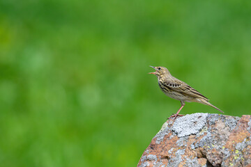 Tree pipit bird on a rock