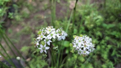 High-Quality Morning Photo of Blooming White Flower Allium Tuberosum During Rain  Fresh and Beautiful Nature Photography for Floral and Botanical Projects
