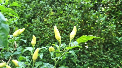 High-Quality Photo of Green Chili Plant in Growth Stage During Rain  Rawit Chili Cultivation for Agriculture and Farming Projects