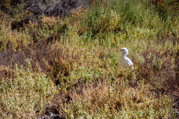 White Egret (Egretta garzetta) Amidst Coastal Vegetation. A Serene Seaside Scene. Fuerteventura, Spain
