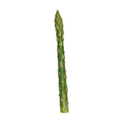 Fresh green asparagus with tightly closed tips and fibrous stalk isolated on white Perfect for food and health themed designs