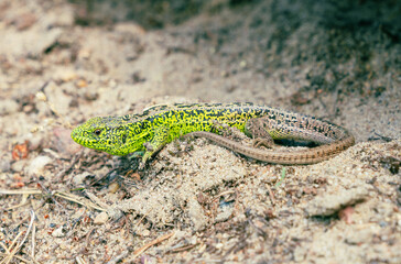 Vibrant green and black patterned lizard resting on sandy ground.