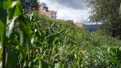 corn field in the city with buildings in the background