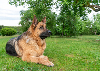 German Shepherd dog lying on a lush green lawn in a garden setting. The dog has a strong and attentive expression.