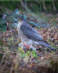 Krogulec Accipiter nisus