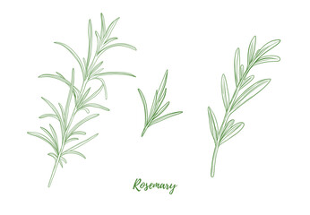 Set of vector rosemary branch with leaves line art illustration, graphic line herb greenery combination. Rosemary spice for fish. Engraving Great for any designs, textile, menu, packaging
