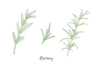 Set of Vector rosemary branch with leaves line art, graphic line herb greenery combination. Rosemary spice for fish. Engraving. Harvest. Great for any designs, textile, menu, packaging