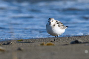Sanderling bird on the beach