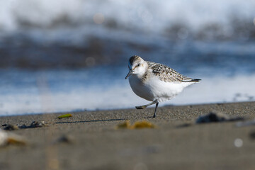 Sanderling bird on the beach