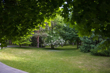 Park with green grass and trees on a sunny day in summer.