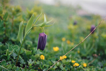 Rare Mountain Purple Tulip