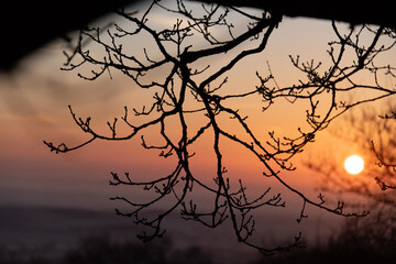 Fototapeta premium Silhouetted photograph of oak branches and buds in the winter with a misty sunrise background