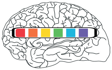 The image shows a black-and-white brain illustration with a horizontal progress bar across it, divided into six colorful segments (red, orange, yellow, green, blue, purple).