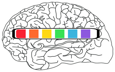 The image shows a black-and-white brain illustration with a horizontal progress bar across it, divided into six colorful segments (red, orange, yellow, green, blue, purple).