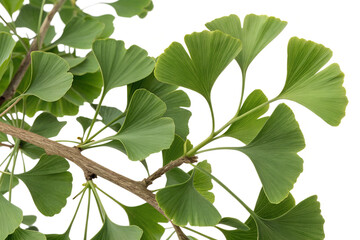 ginkgo biloba leaves