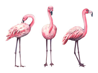 Set of pink flamingo. Watercolor illustration of pink tropical bird. Beautiful Exotic wildlife bird Isolated on White Background. Template for invitation, card, cosmetic package
