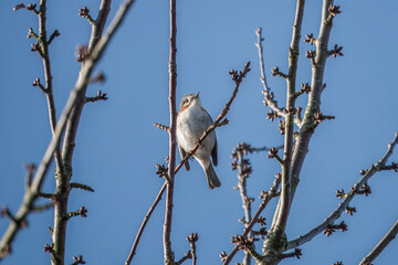 Robin red breast Erithacus rubecula with unusual markings and a white breast perched in a tree with blue sky in the background