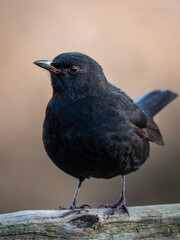 Kos Turdus merula